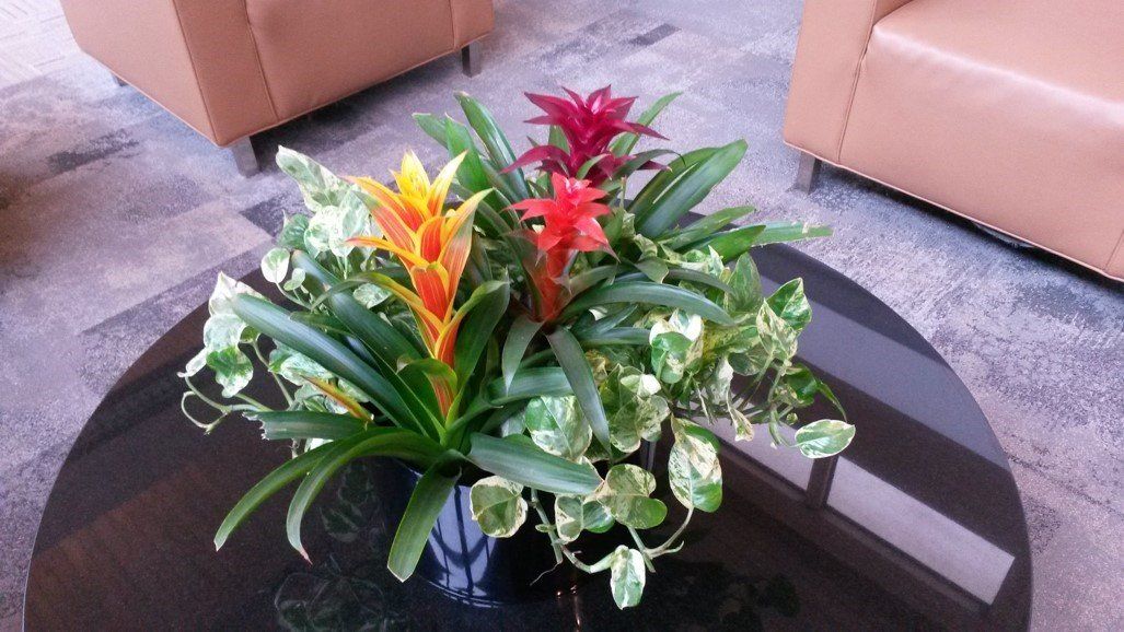 Potted Plant With Various Tropical Plants | Healdsburg, CA | Santa Rosa Interior Plant Service