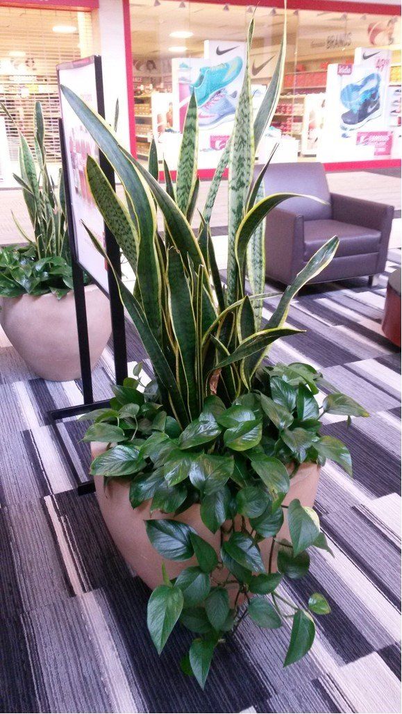 Indoor Green Plants | Healdsburg, CA | Santa Rosa Interior Plant Service