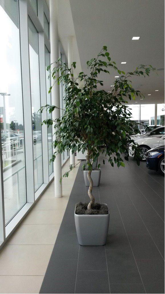 Indoor Tree on the Large Pot | Healdsburg, CA | Santa Rosa Interior Plant Service