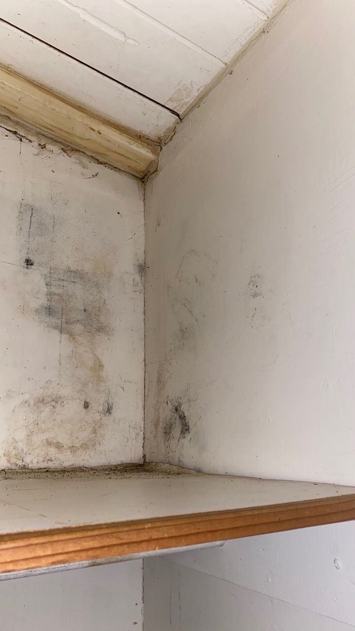 Corner of a white shelf with dark mold spots on the walls and ceiling.