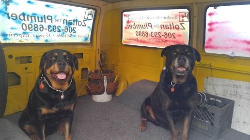 Two Rottweilers sit inside the back of a yellow plumbing van with company decals on the windows.