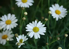 daisies