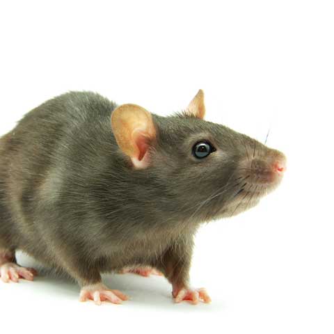 Rat Removal In Memphis TN