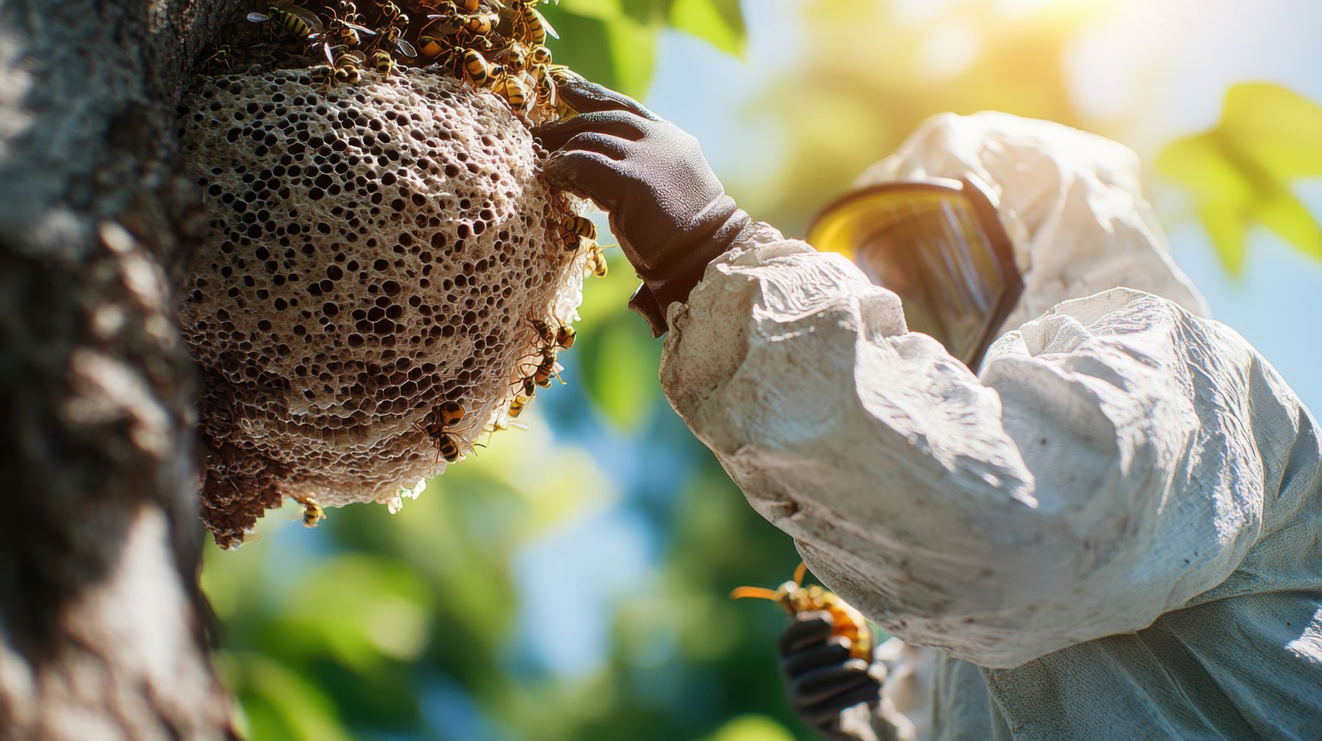Pest control professional removing wasp nest from tree.