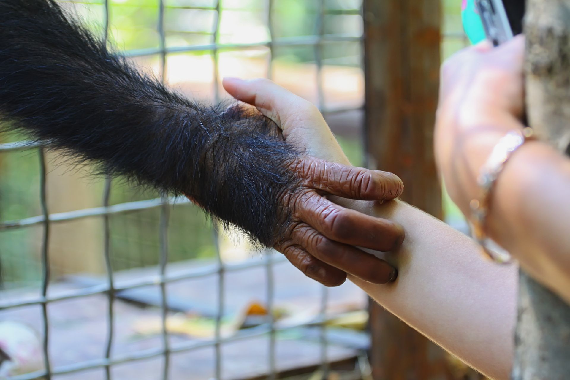 Chimpanzee pet reaching through a fence to hold a person's hand.