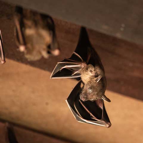 Attic Bats – Bradenton, FL – Molter Termite and Pest Control