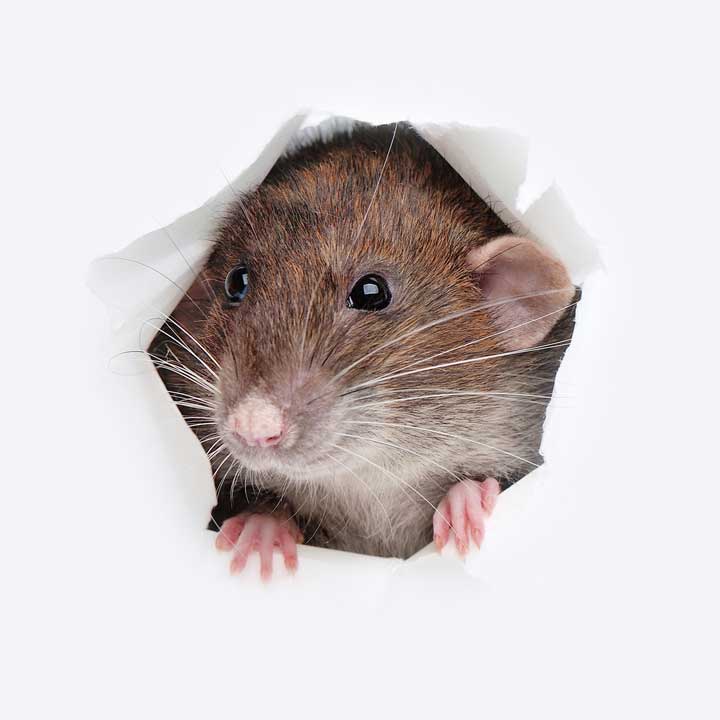 House Pest – Bradenton, FL – Molter Termite and Pest Control