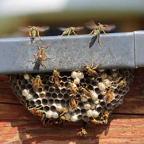 Bee Hive – Bradenton, FL – Molter Termite and Pest Control
