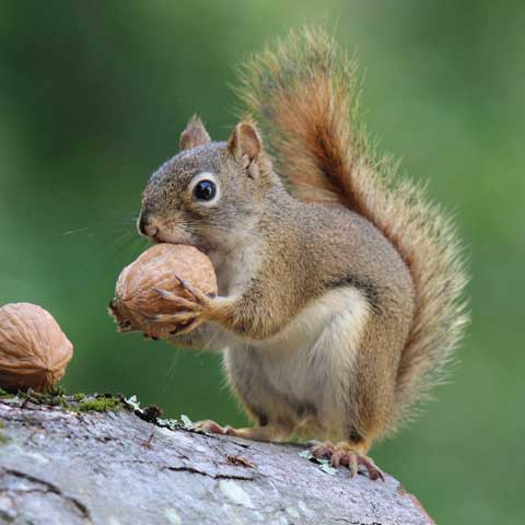Squirrel Removal – Bradenton, FL – Molter Termite and Pest Control