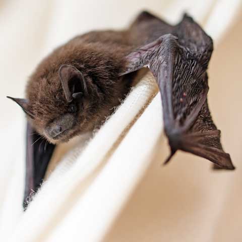 Bat Removal – Bradenton, FL – Molter Termite and Pest Control
