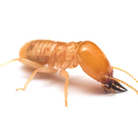 Termite Removal – Bradenton, FL – Molter Termite and Pest Control