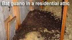 Bat Guano – Bradenton, FL – Molter Termite and Pest Control