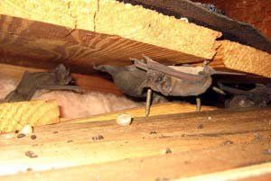 Bats – Bradenton, FL – Molter Termite and Pest Control
