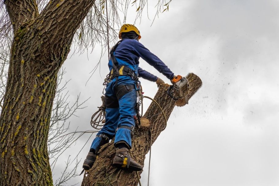 Arborist in safety gear using a chainsaw to prune a large tree.