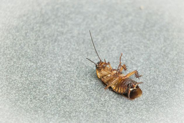 A cockroach is laying on its back on a gray surface.