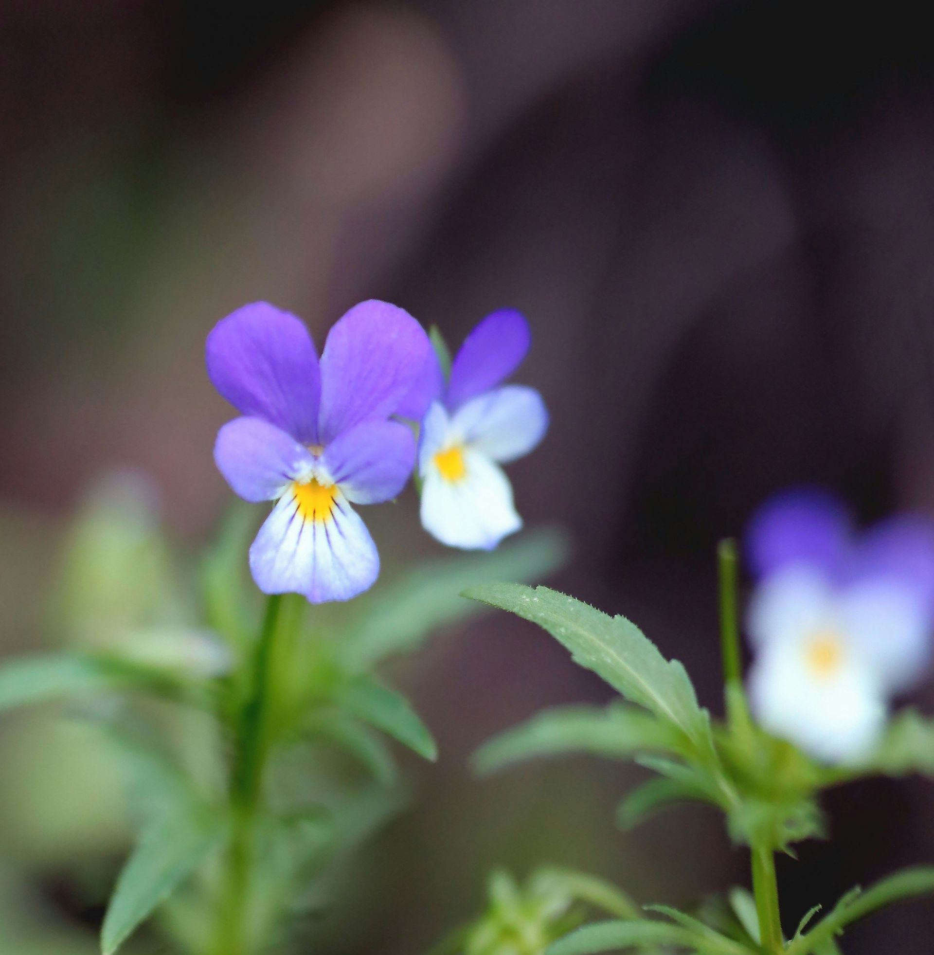 Lilla og hvide vilde blomster med gule midter, grønne stængler og blade, mod en sløret baggrund.