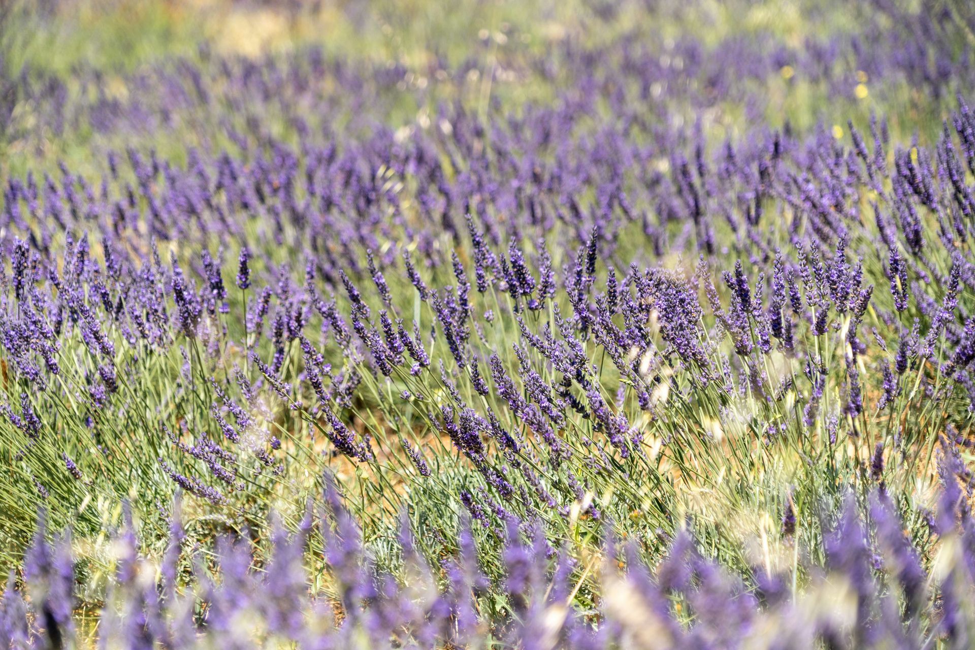 Felt af lilla lavendelblomster, der blæser i brisen.