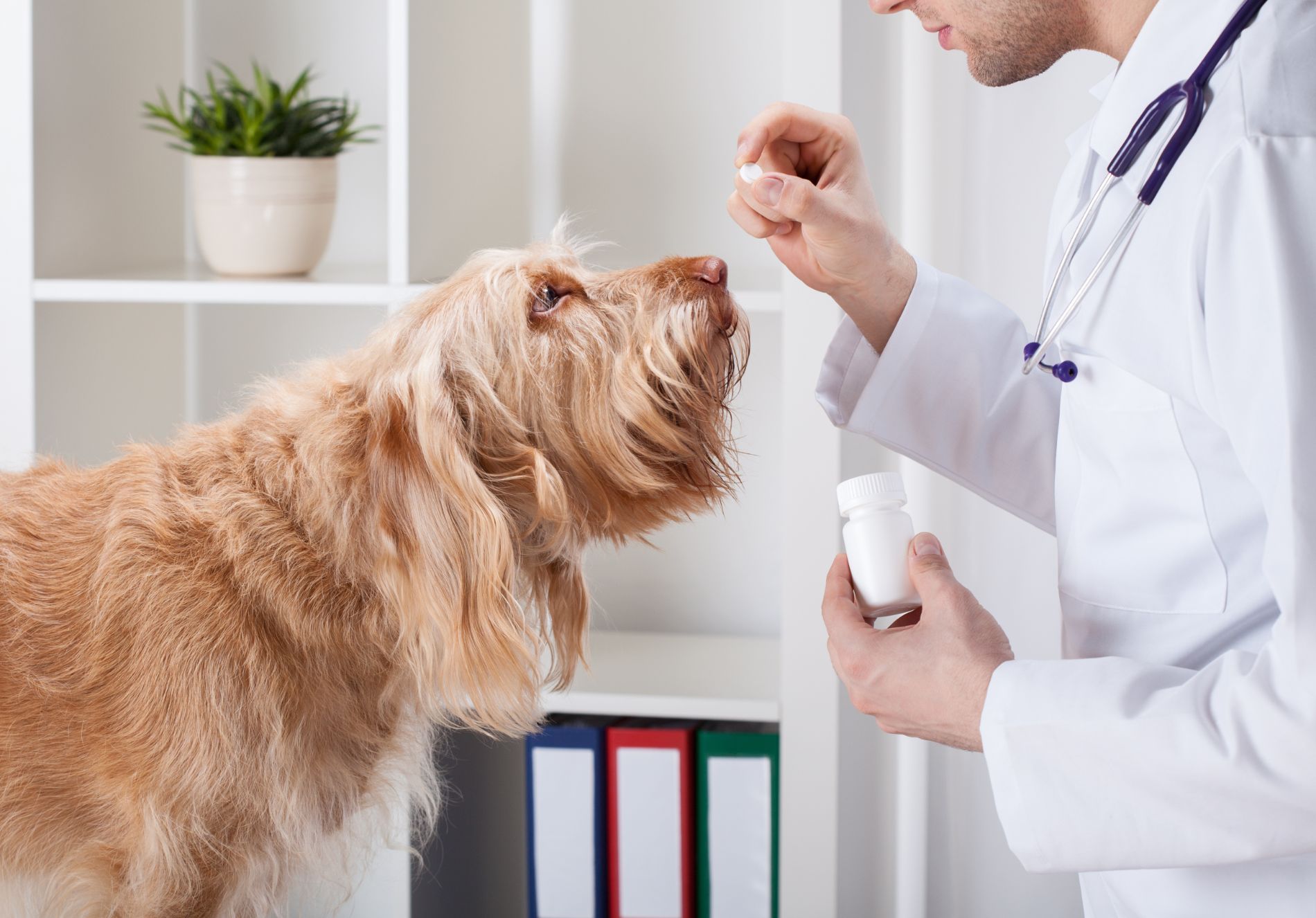 rappresentazione vendita di farmaci veterinari