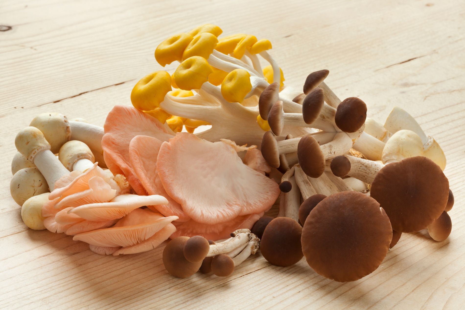 funghi curativi per micoterapia