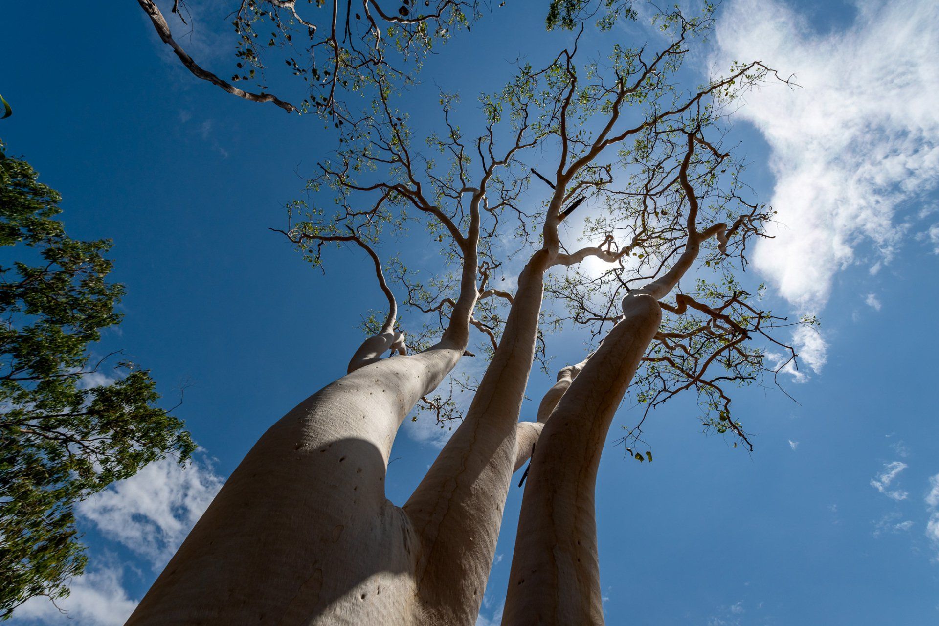 Looking up at a tree with a blue sky in the background