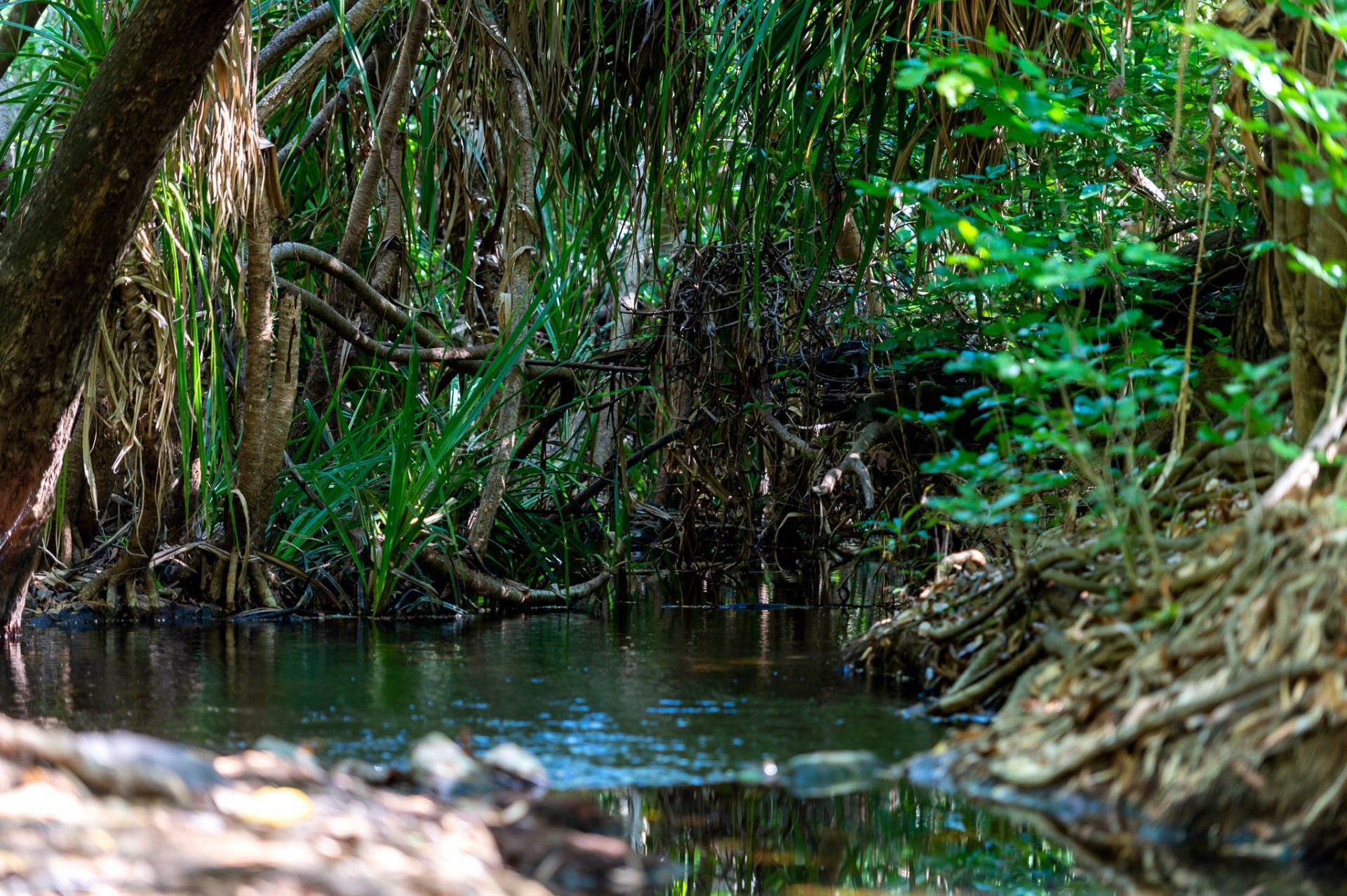 A river in the middle of a lush green forest.