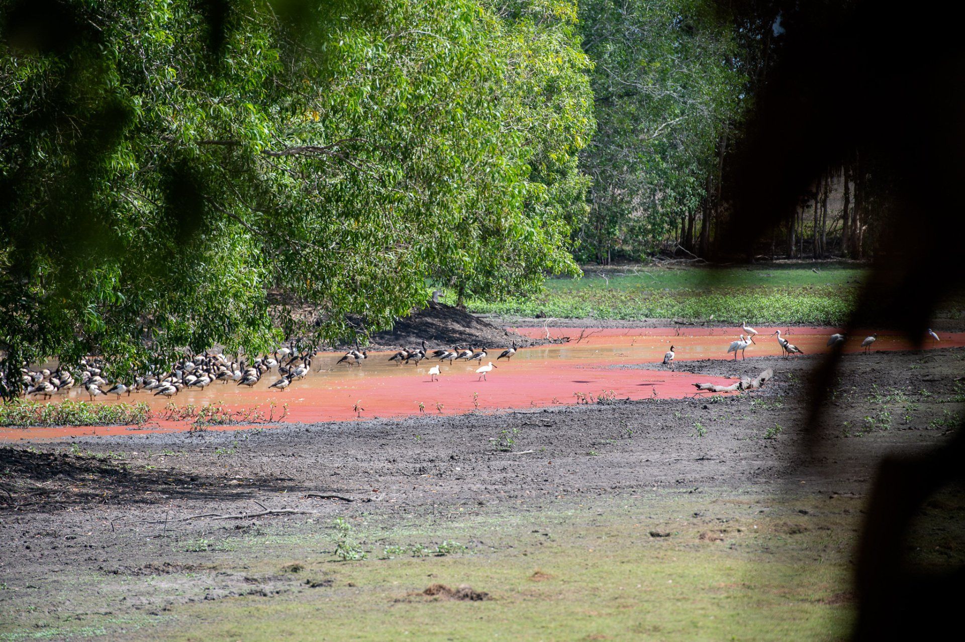A swamp with a lot of birds in it and trees in the background.