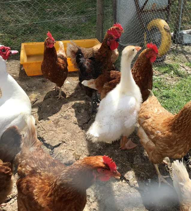 galline della fattoria