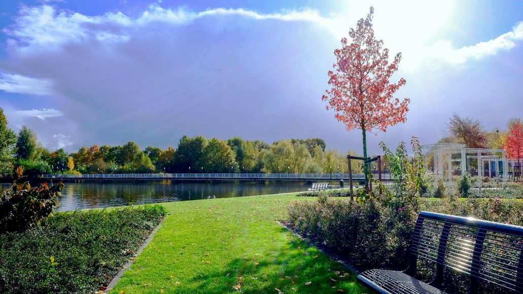 A park with a bench and a tree in the foreground