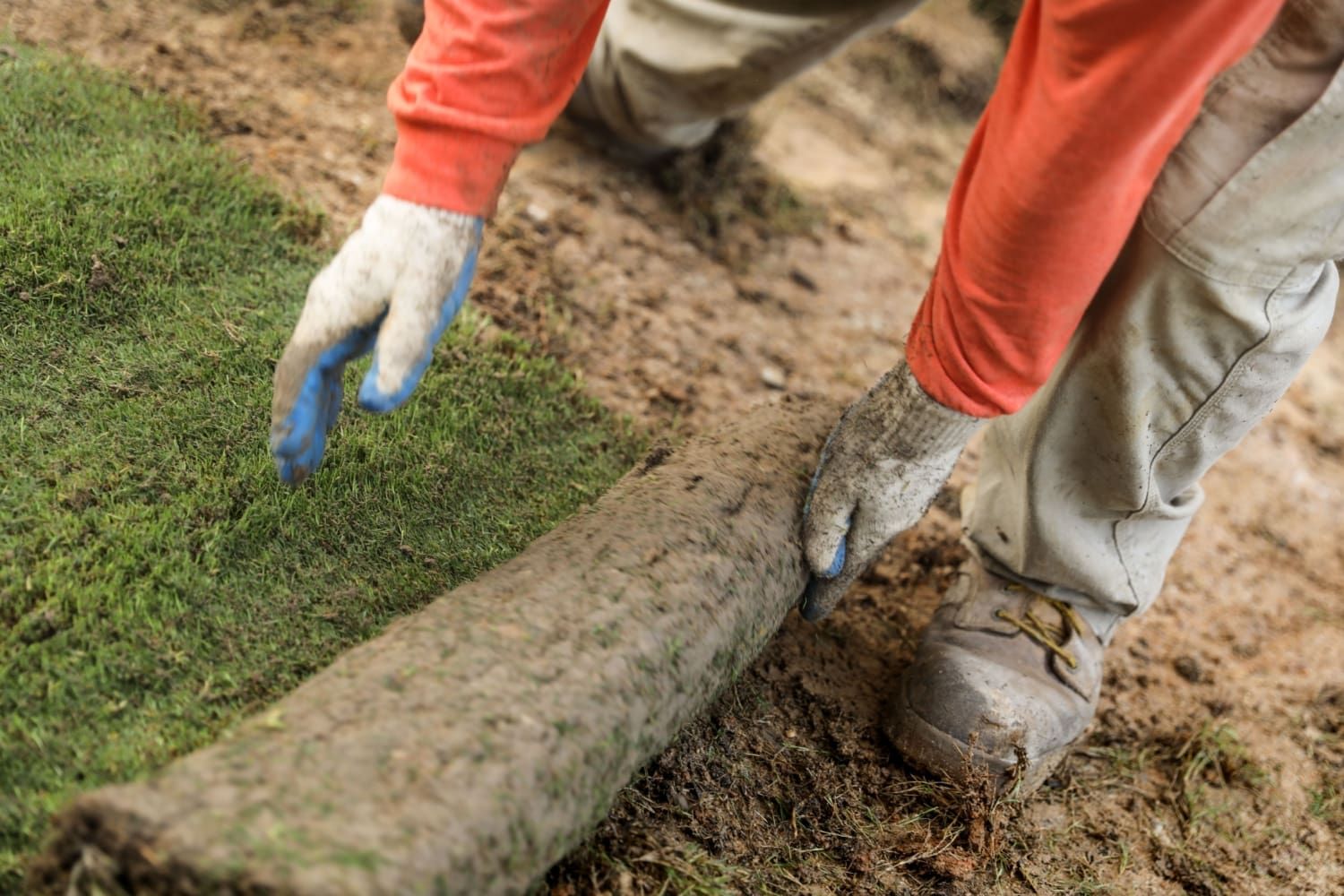 A person is rolling a roll of grass in the dirt.