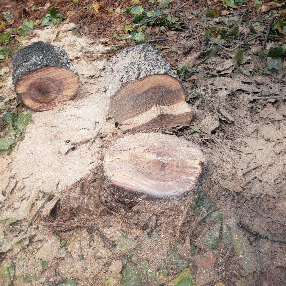 A fresh cut down stump of a tree