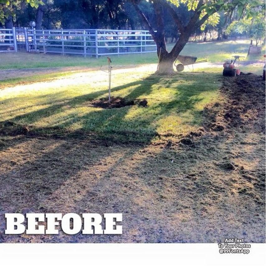 A Picture of A Lawn Before Being Mowed - Oroville, CA - JR Landscaping 
