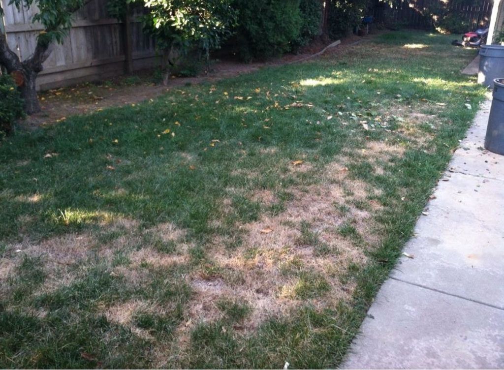 A Lawn with A Lot of Brown Spots on It - Oroville, CA - JR Landscaping 