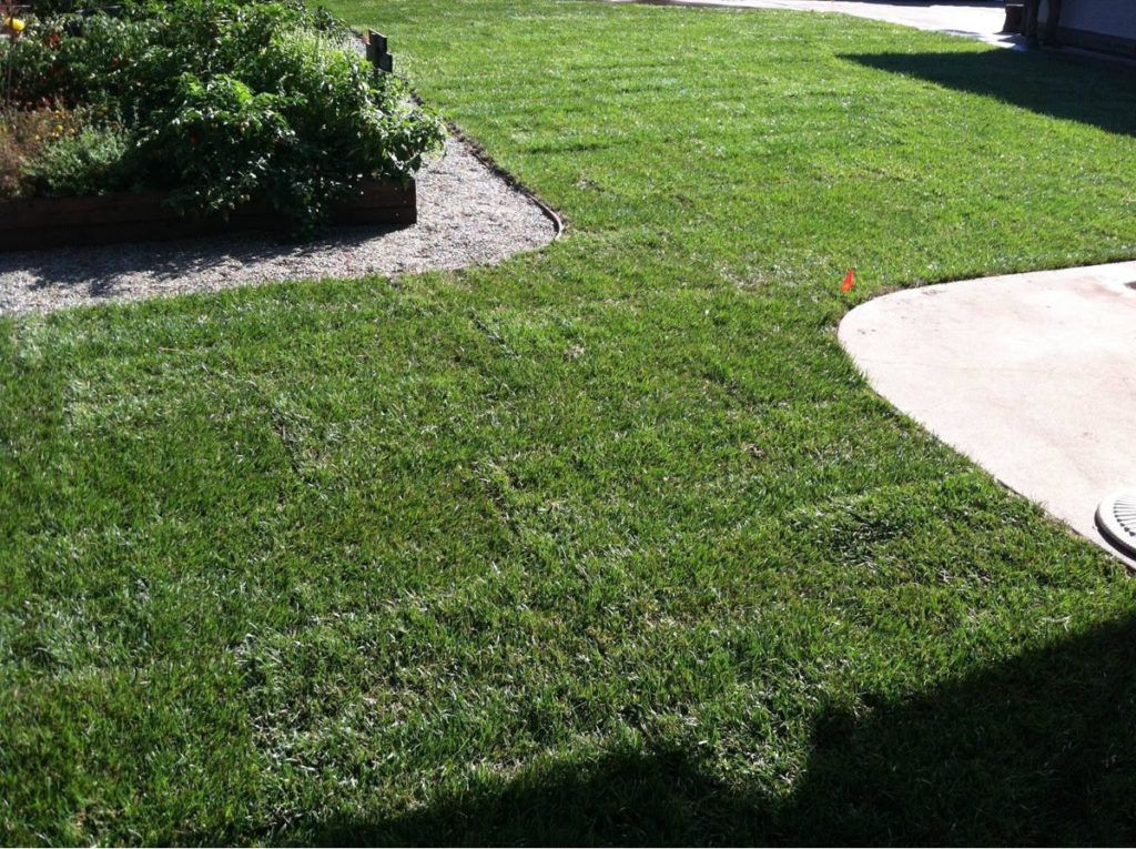 A Lush Green Lawn with A Concrete Walkway in The Background - Oroville, CA - JR Landscaping 
