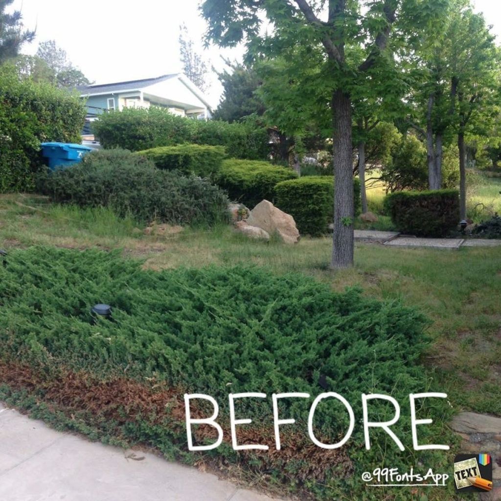 A Before Picture of A Yard with Trees and Bushes - Oroville, CA - JR Landscaping 