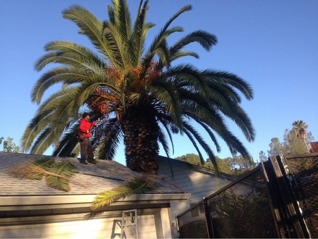 A Man Is Standing on A Roof Next to A Palm Tree - Oroville, CA - JR Landscaping 