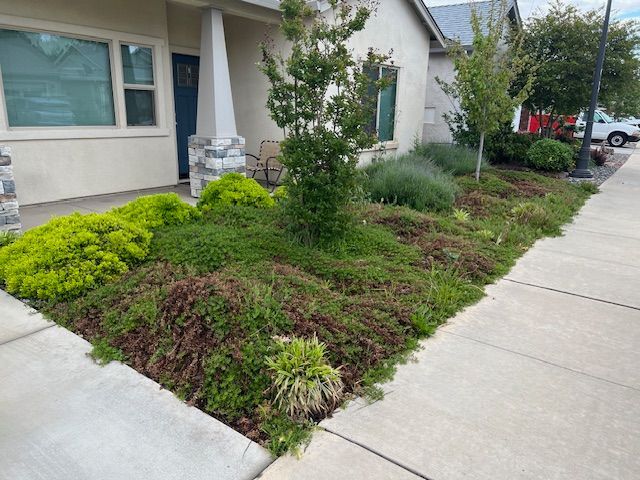 A House With Plants - Oroville, CA - JR Landscaping