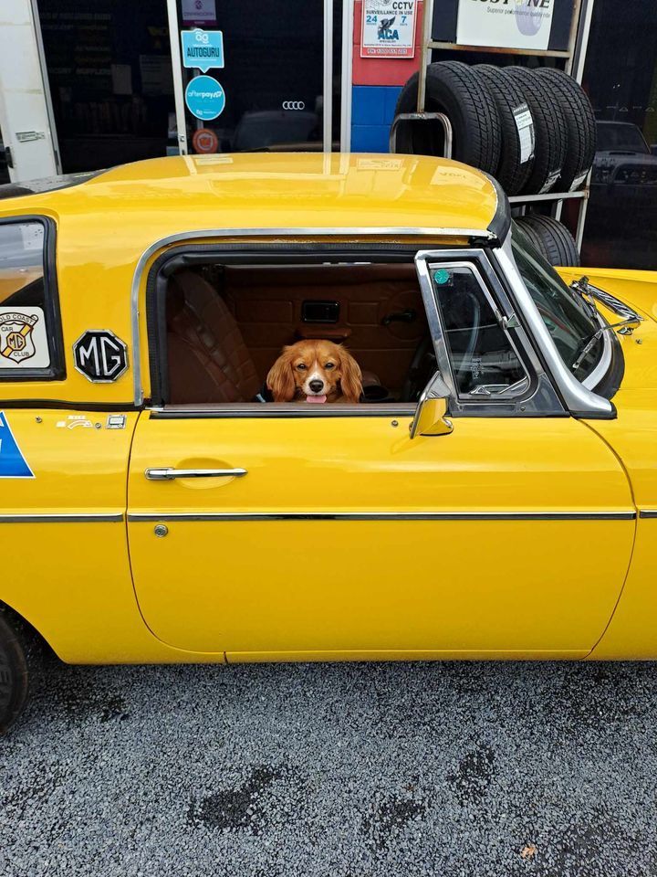 A Dog is Sitting in the Window of a Yellow Car — BJM Mechanical Mufflers & Tyres In Coomera, QLD