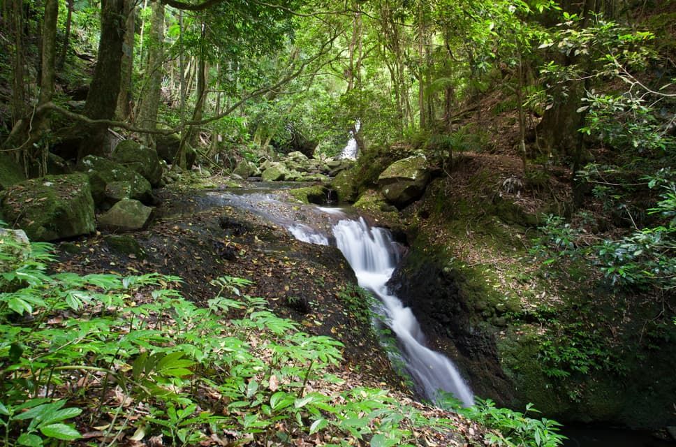 A Small Waterfall in the Middle of a Lush Green Forest — BJM Mechanical Mufflers & Tyres In Coomera, QLD