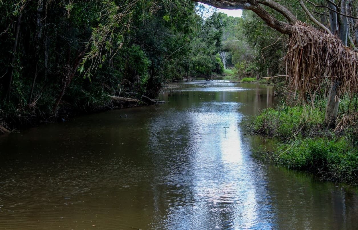 A River Flowing Through a Lush Green Forest — BJM Mechanical Mufflers & Tyres In Pimpama, QLD