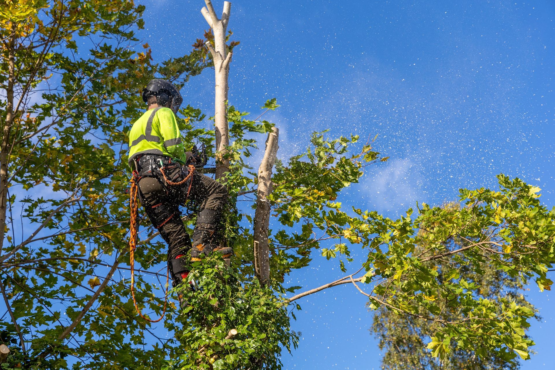 Arborist in safety gear, using a chainsaw to trim a tree, under a blue sky.