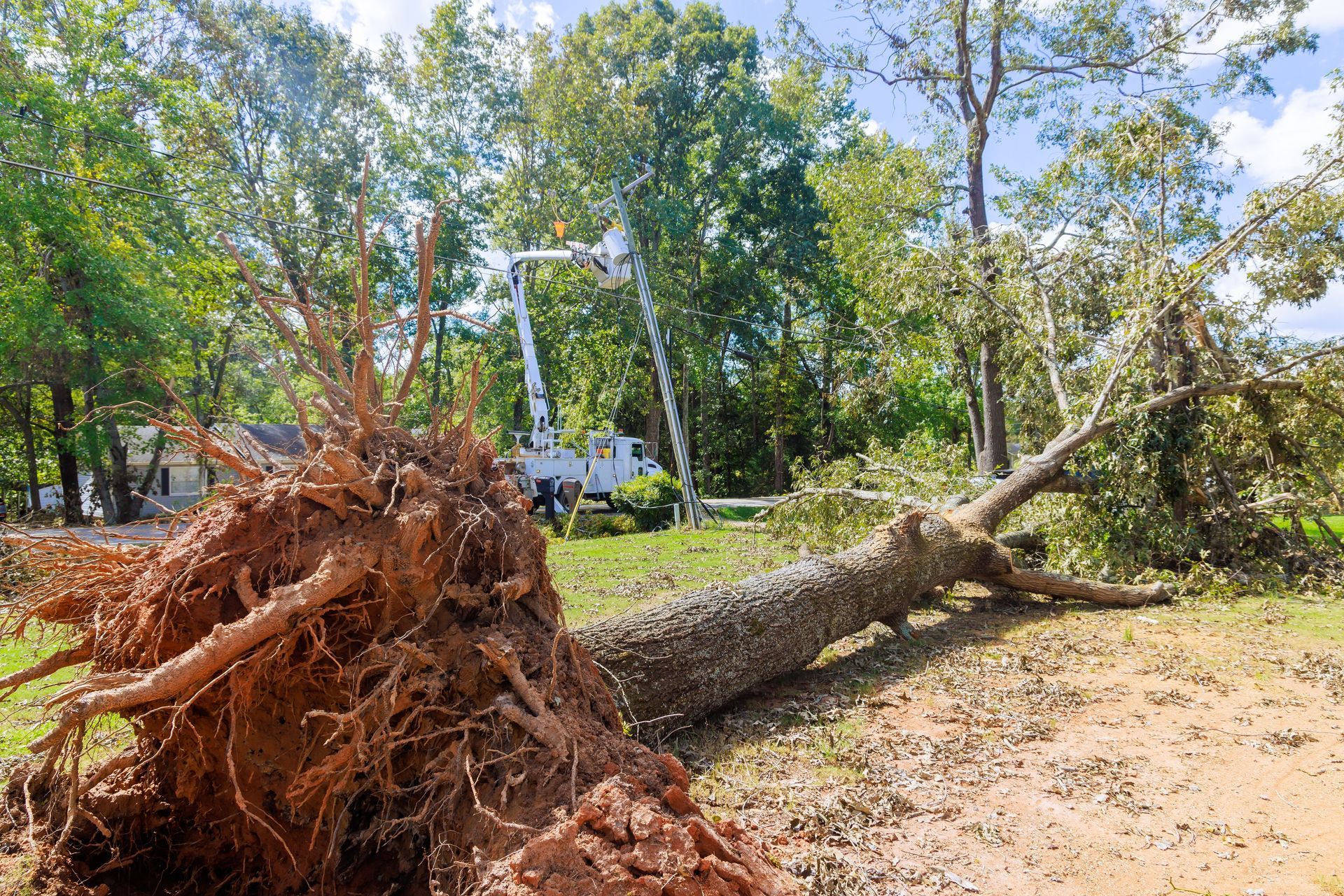 Fallen tree with exposed roots on grass; a utility truck with a lift in the background.
