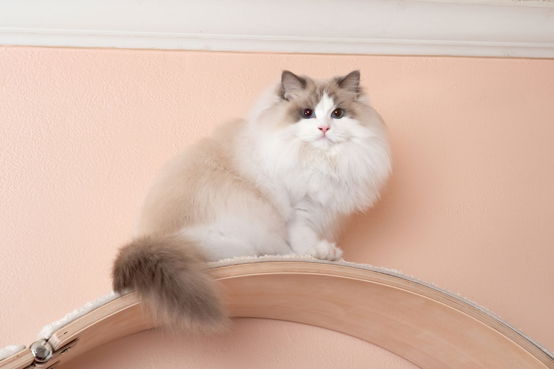 Modular Cat Furniture, 2-Curved Cat Shelves, The Wave