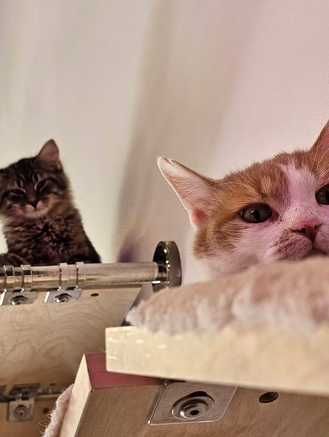 An orange cat and a tabby cat lounging on different levels of a modular wall-mounted shelf system.