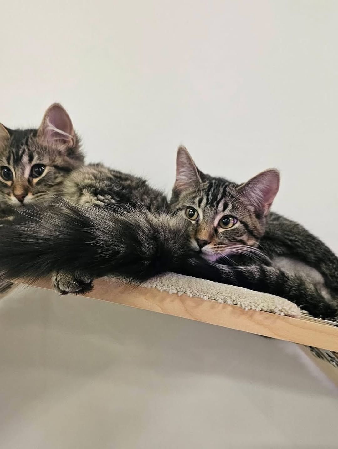 Two tabby kittens lounging together on a wall-mounted cat shelf.