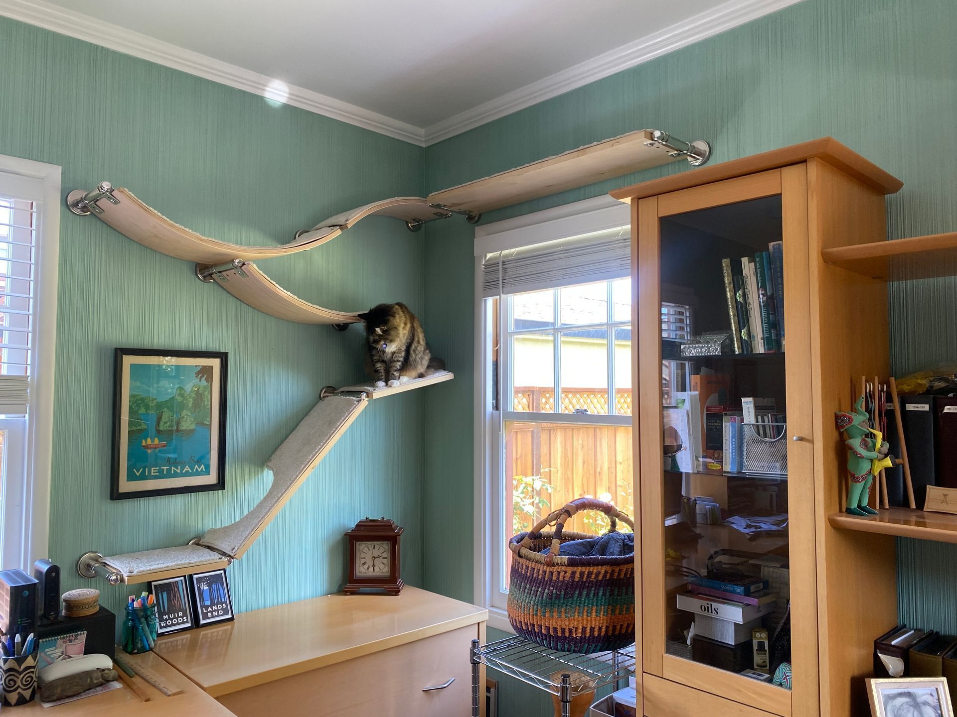Tabby cat sitting on multi-level cat shelves that wrap around a corner and spans across a window in a room with teal walls.