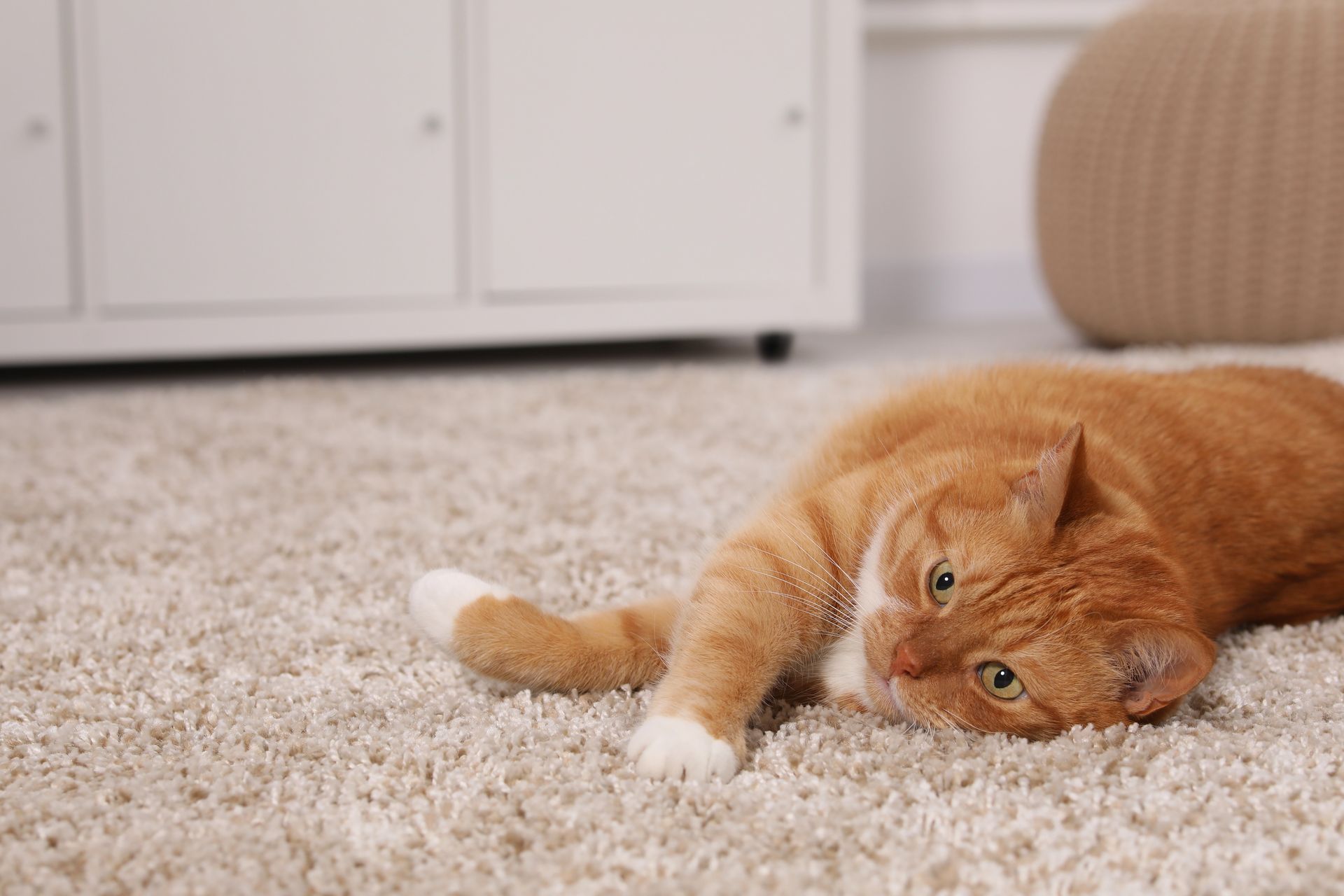 A cat is laying on its back on a carpet in a living room.
