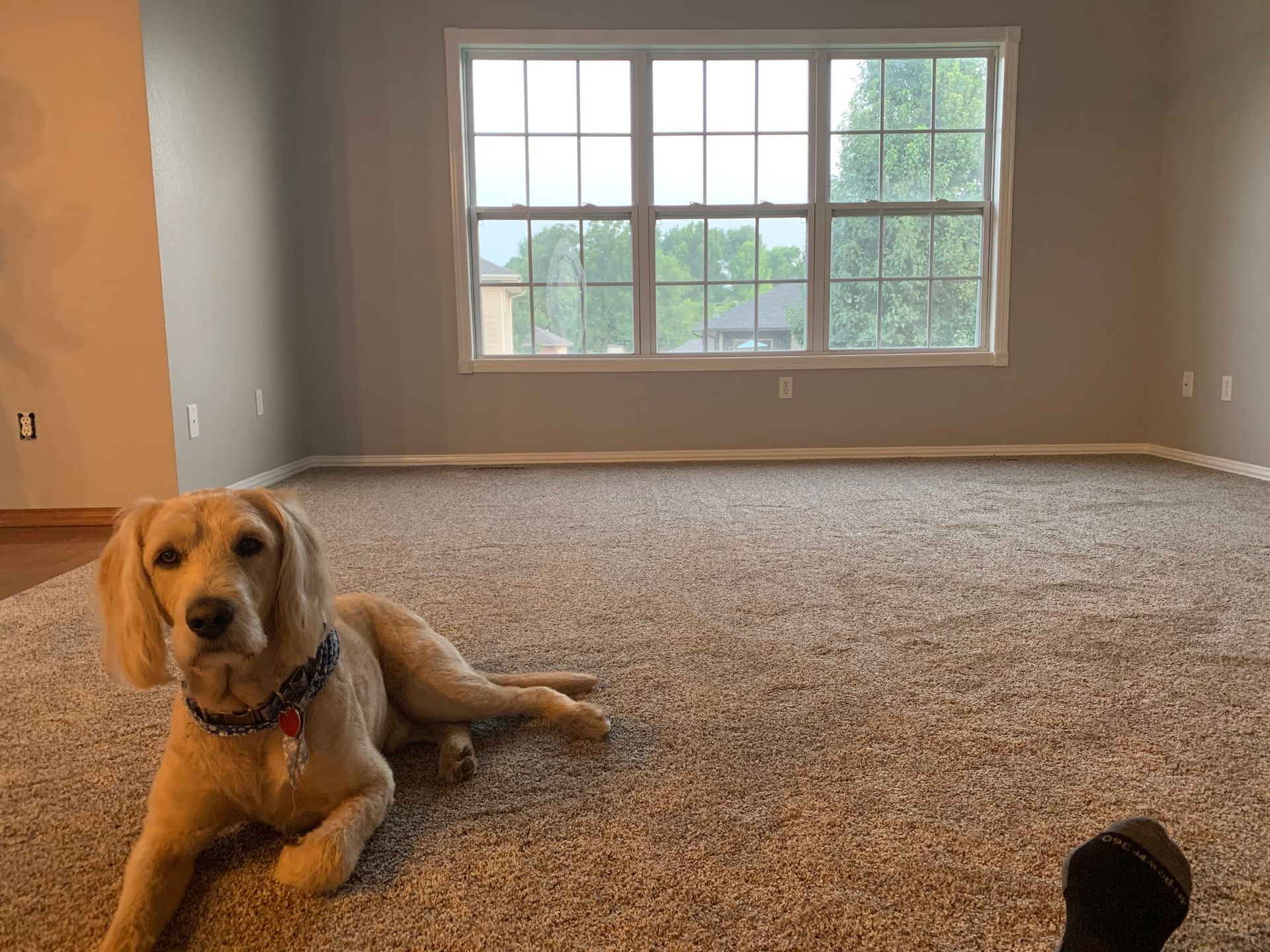 Golden-colored dog laying on a carpet floor in a room with a large window. Gray walls, neutral tones.