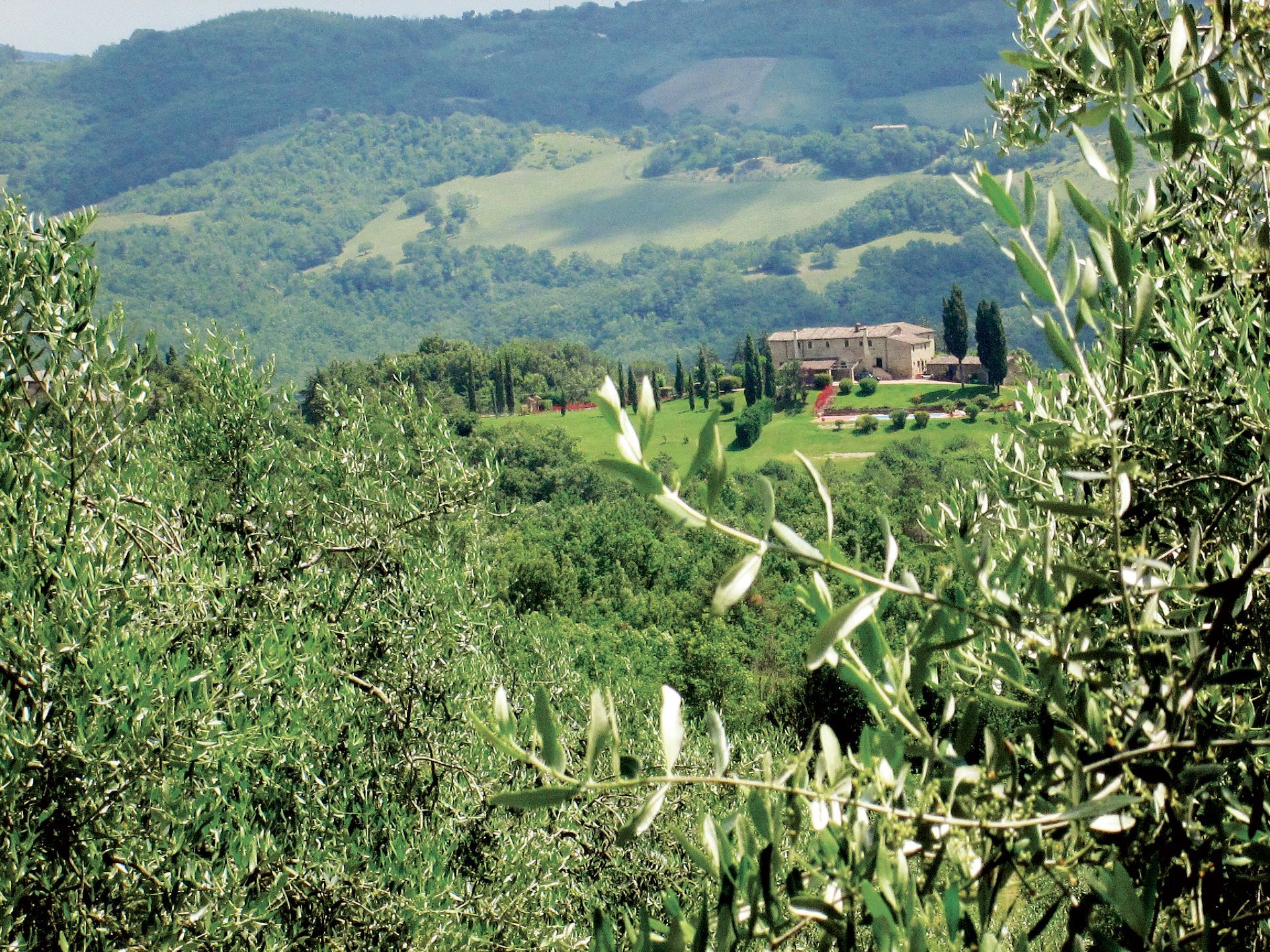 Paesaggio verde toscano con ulivi in ​​primo piano e una villa su una collina in lontananza.