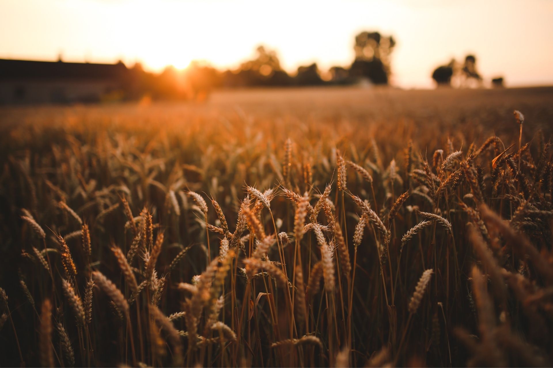 Golden wheat field at sunset, with sun setting in the distance.