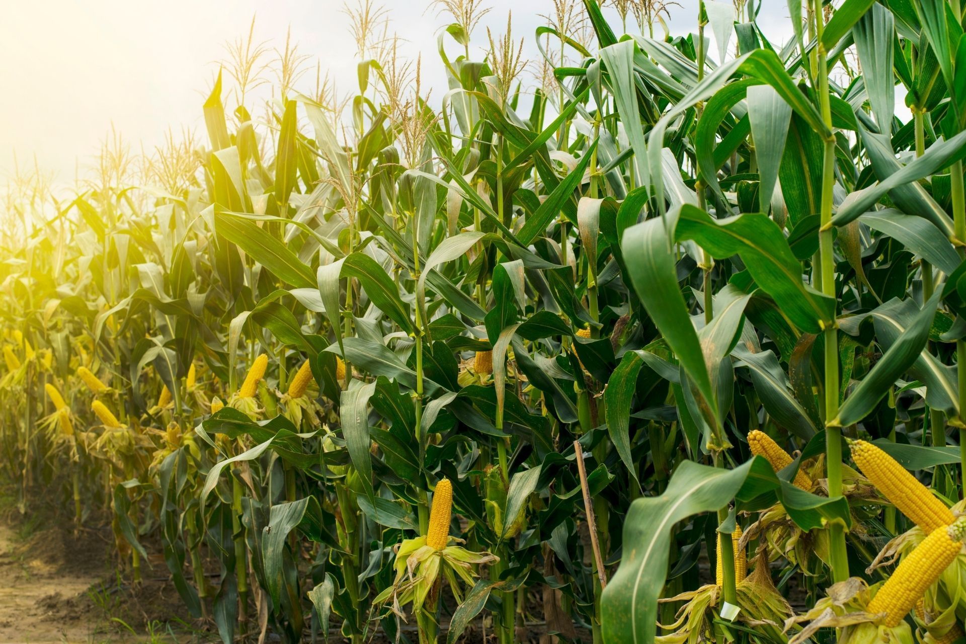 Corn stalks with ripe yellow ears in a sunny field.